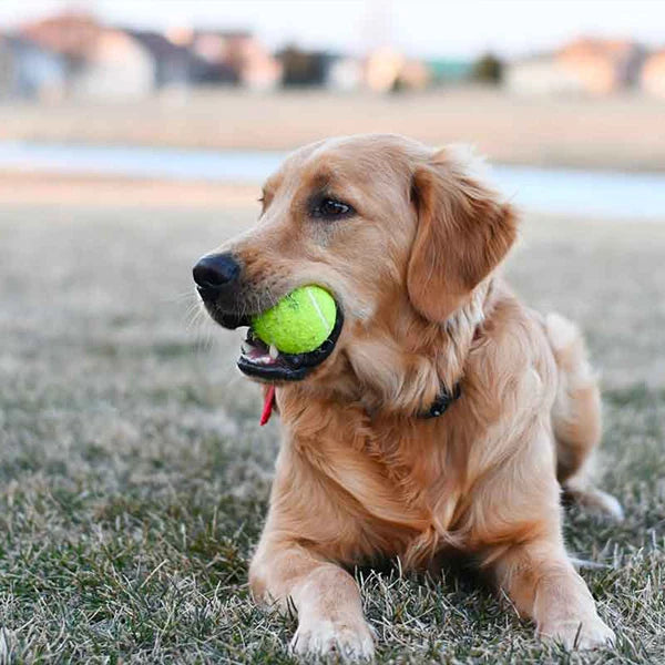 Tennis Balls High Elasticity Durable Training Balls for Beginners Practice Tennis Ball with Mesh Bag Wool Rubber Tennis Balls